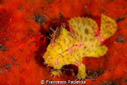 Very small Antennarius maculatus by Francesco Pacienza 